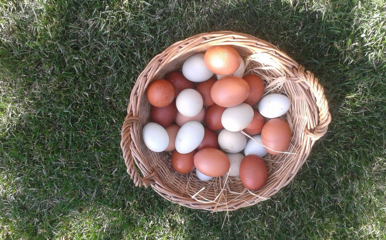 Home Grown Free Range Chicken & Duck Eggs Asa Residence Private Villa Kras Slovenia